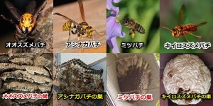 蜂の種類