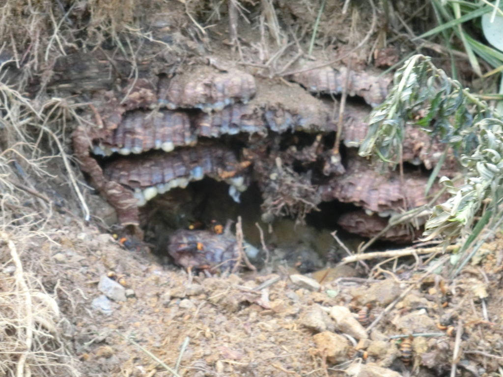 甲賀市甲南町の土の中のオオスズメバチの巣