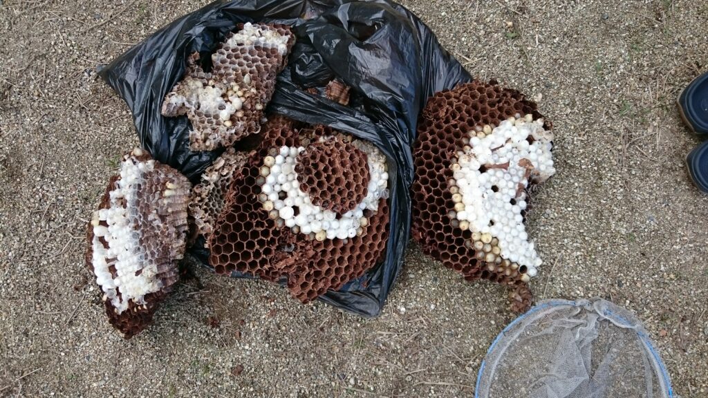 滋賀県甲南町：オオスズメバチと屋根裏のキイロスズメバチ駆除を同時進行！
