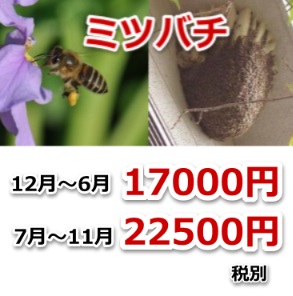 東近江市のミツバチ駆除料金