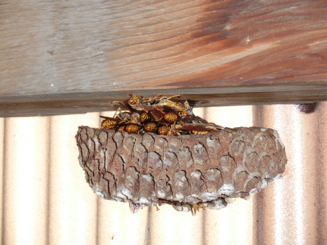彦根市のアシナガバチの巣駆除