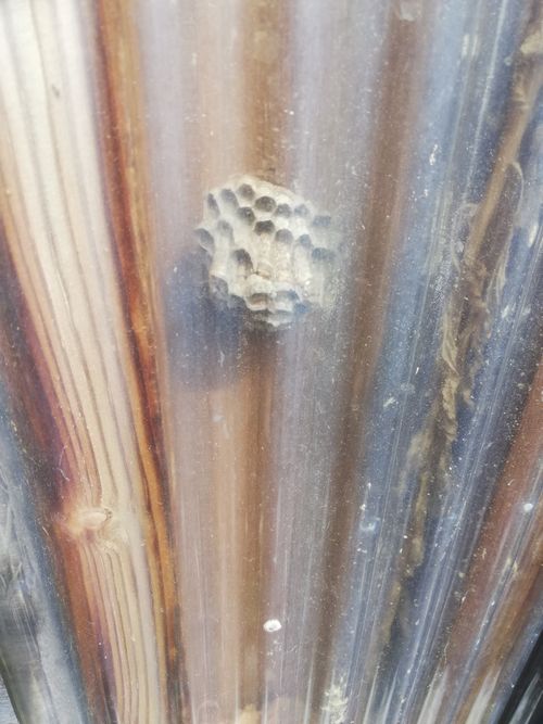 トタンの中のアシナガバチの巣