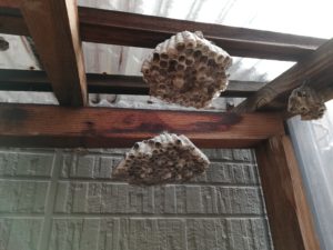 アシナガバチの巣画像