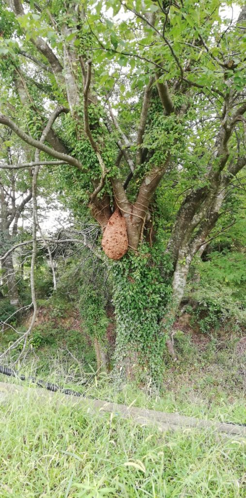 日野町キイロスズメバチの巣