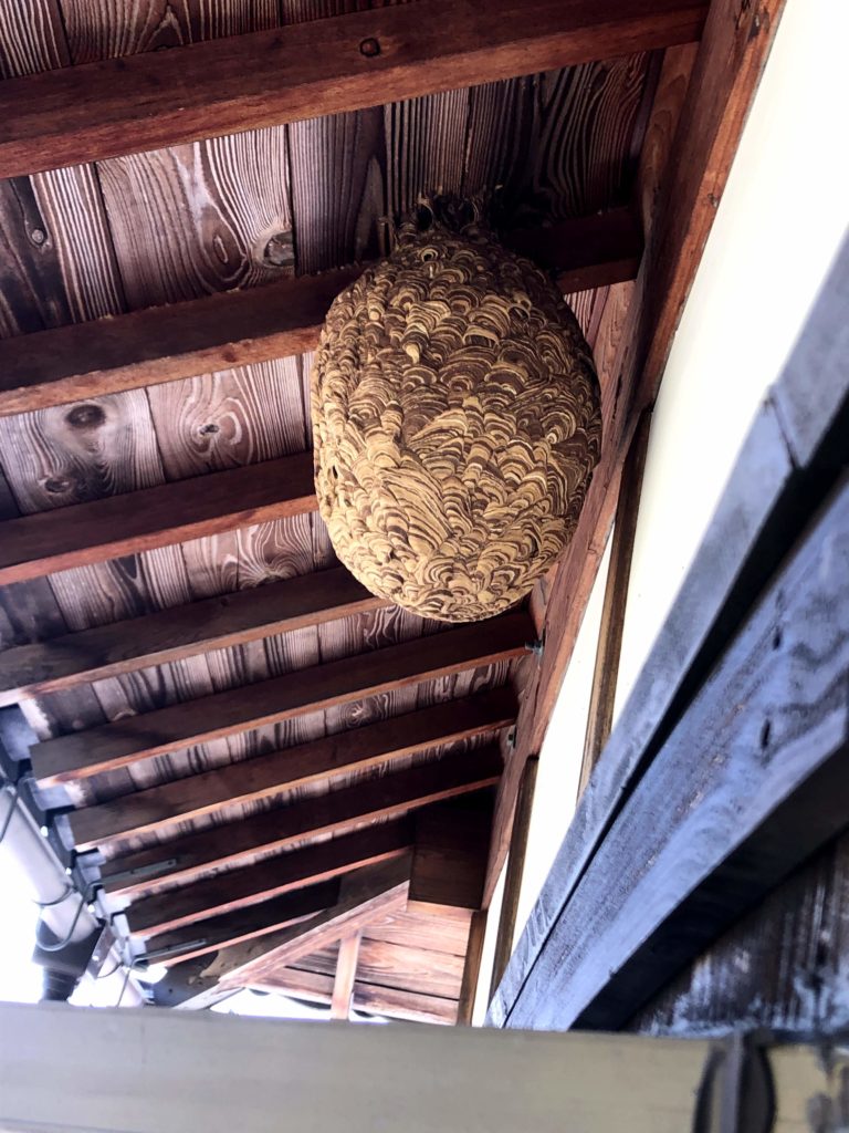 信楽町の二階軒下のキイロスズメバチの巣駆除