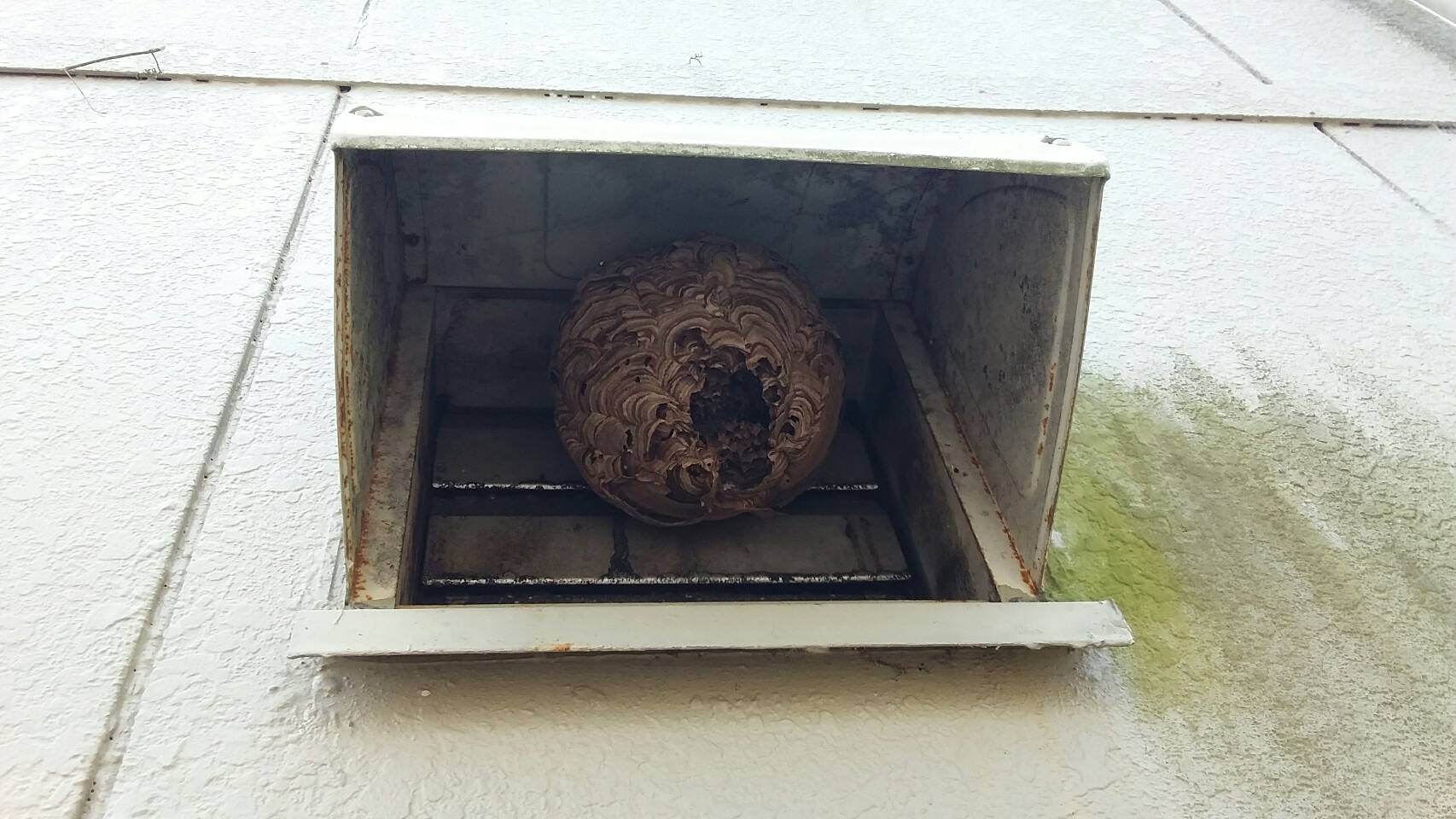 大津市南小松の朽ちたキイロスズメバチの巣