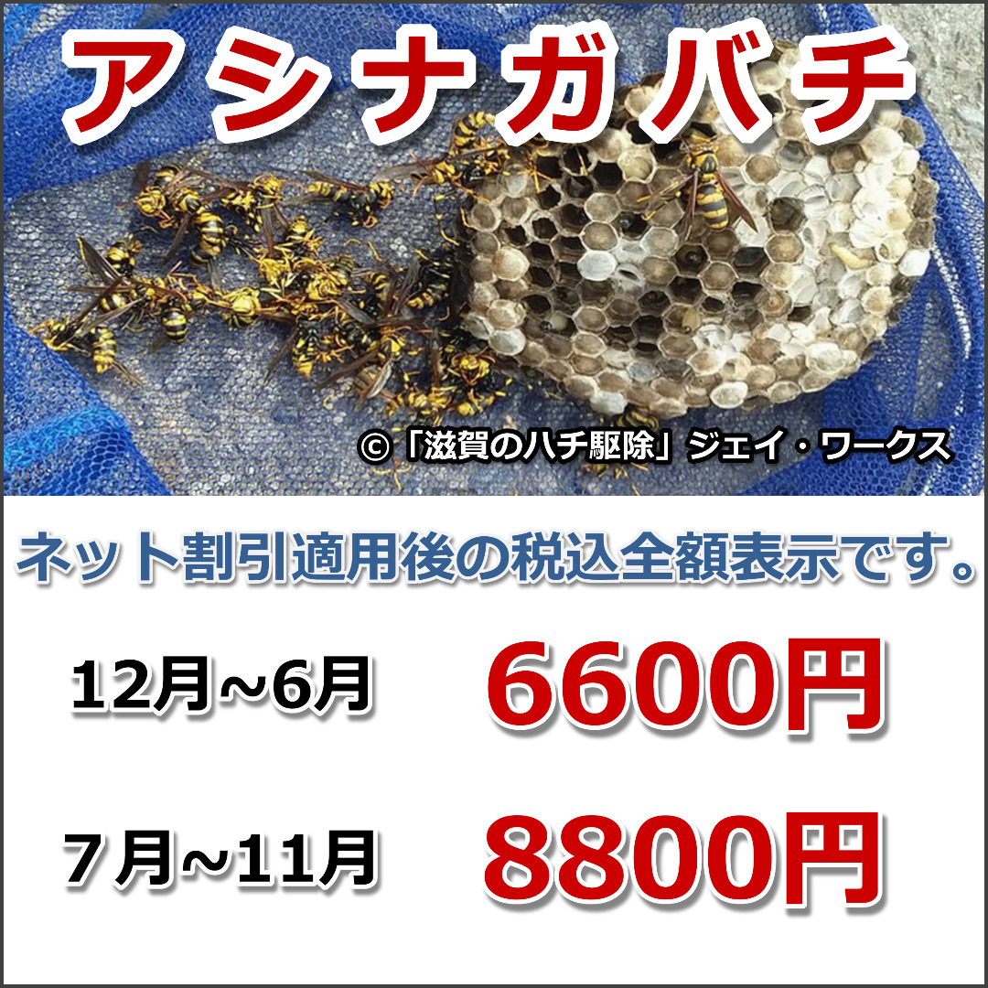 滋賀県安土町のアシナガバチ駆除料金