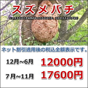 滋賀県信楽町のスズメバチ駆除料金