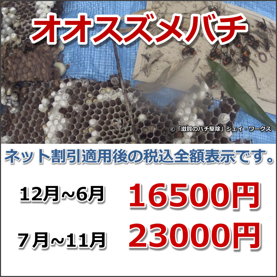 滋賀県安土町の大スズメバチ駆除料金