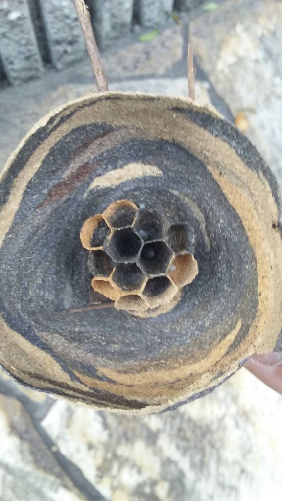 野洲市比江のコガタスズメバチの巣画像