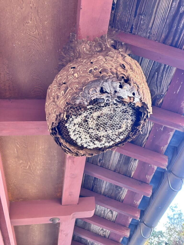 近江八幡市安土町で冬のスズメバチの巣を撤去！空っぽでも放置が厳禁な理由とは？