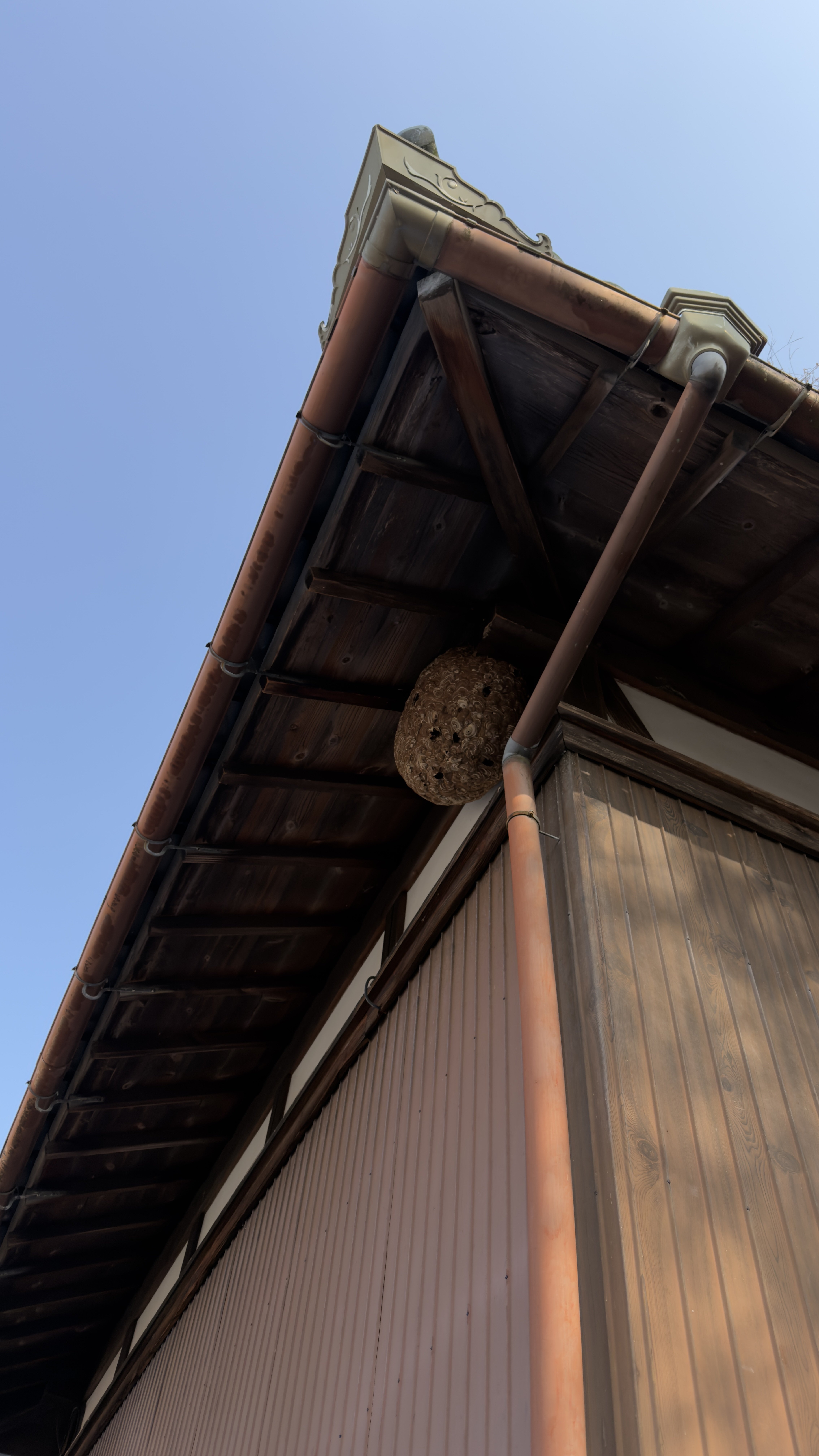 甲賀市大原市場 2階軒下 キイロスズメバチの巣 全景｜滋賀のハチ駆除 ジェイ・ワークス