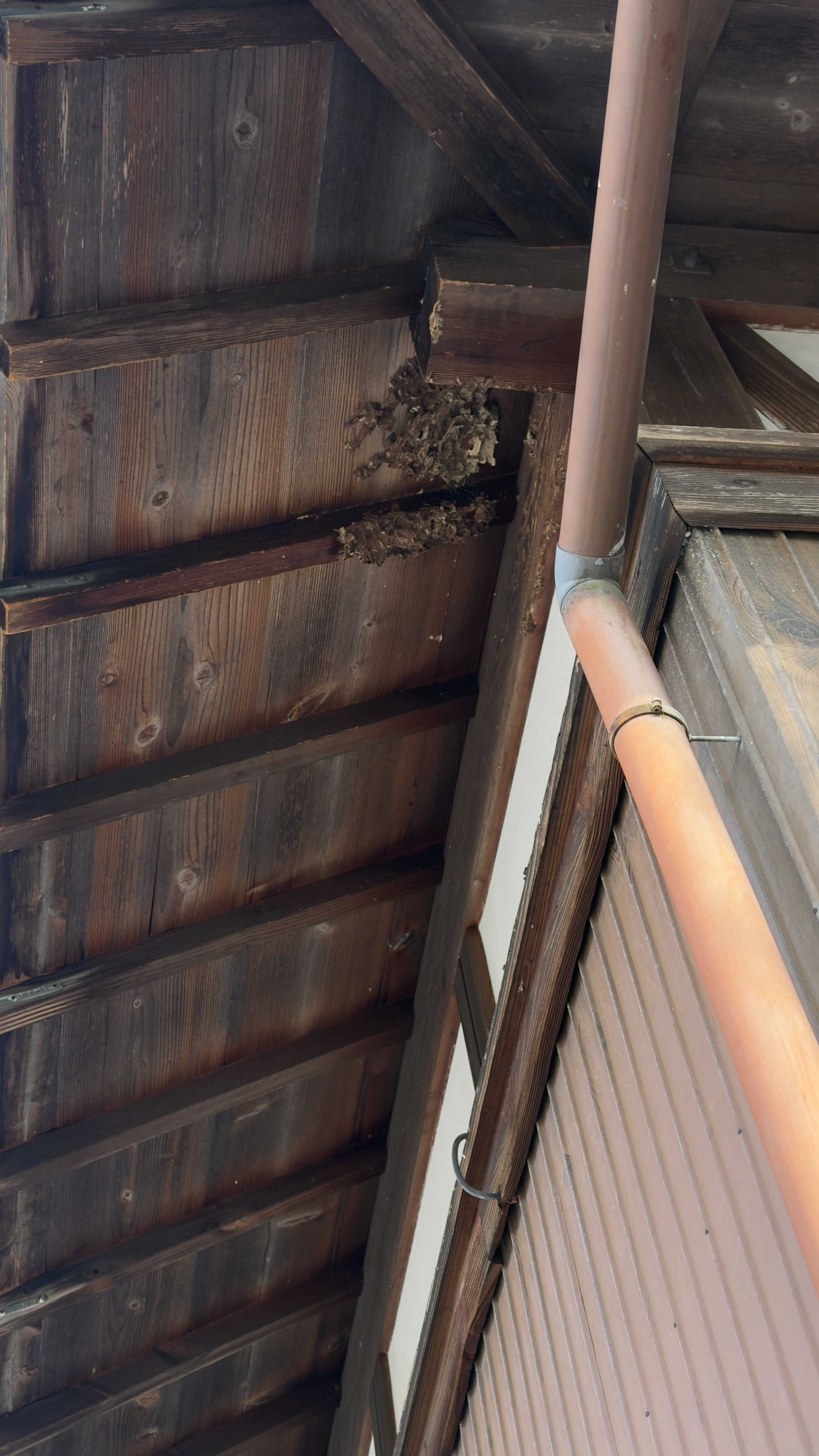 甲賀市大原市場 キイロスズメバチの巣 撤去後｜滋賀 ジェイ・ワークス