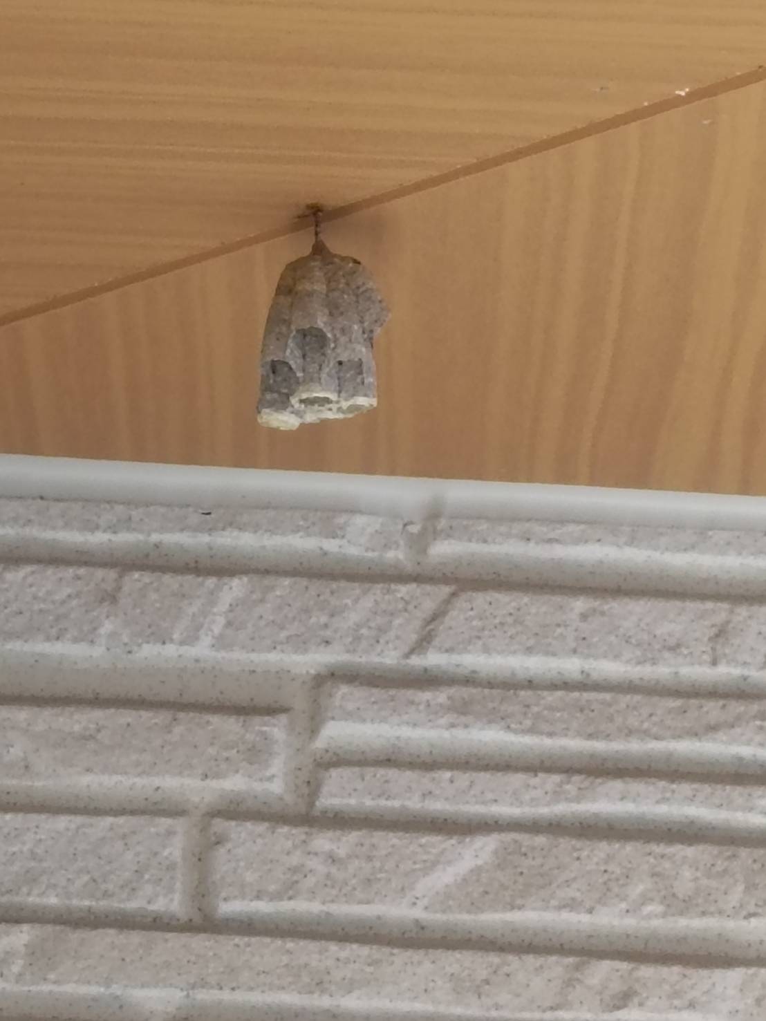 南草津の民家2階軒下のアシナガバチの巣